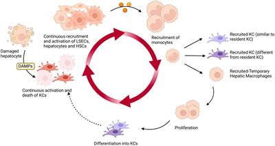 Targeting hepatic macrophages for non-alcoholic fatty liver disease therapy